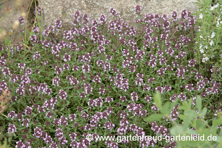 Thymus pulegioides – Feld-Thymian