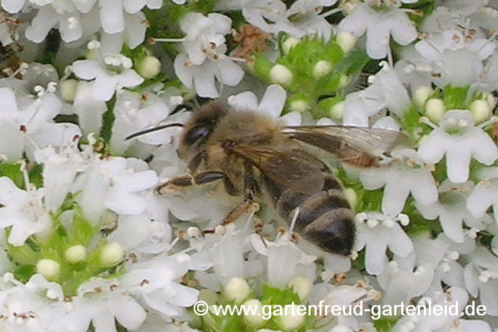 Thymus serpyllum 'Albus' – Sand-Thymian mit Honigbiene