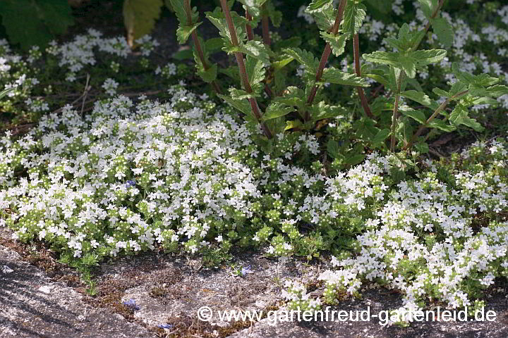 Thymus serpyllum 'Albus' – Sand-Thymian