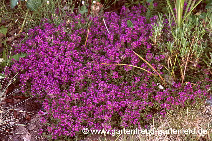 Thymus serpyllum 'Coccineus' – Sand-Thymian