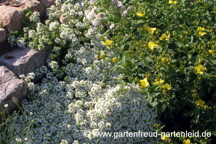 Thymus serpyllum 'Albus' (Sand-Thymian) mit Linum flavum 'Compactum' (Gelber Lein)