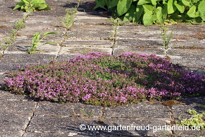 Thymus serpyllum 'Magic Carpet' – Sand-Thymian