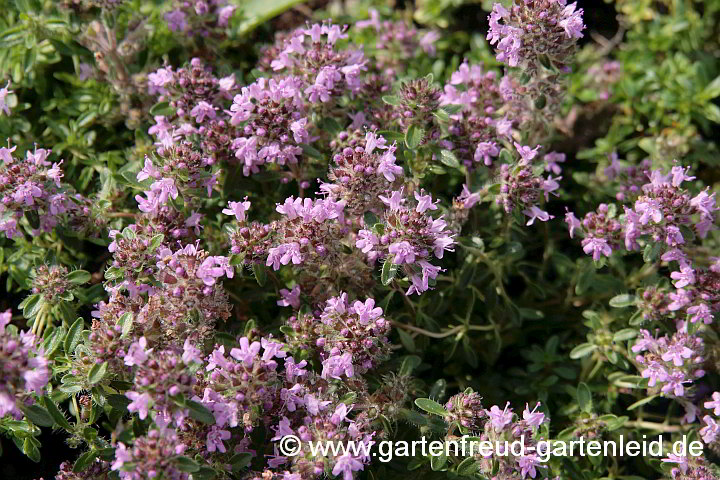 Thymus serpyllum 'Magic Carpet' – Sand-Thymian