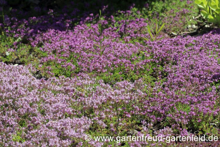 Thymus-Serpyllum-Mischung aus Sämlingen – Sand-Thymian Thymus-Serpyllum-Mischung aus Sämlingen – Sand-Thymian