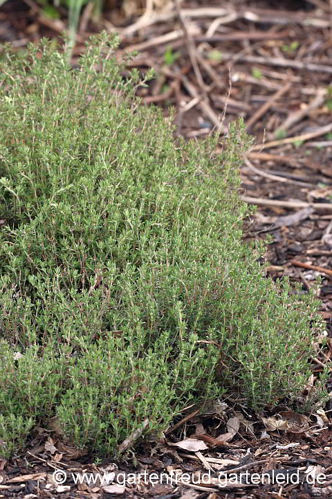 Thymus vulgaris – Garten-Thymian, Echter Thymian