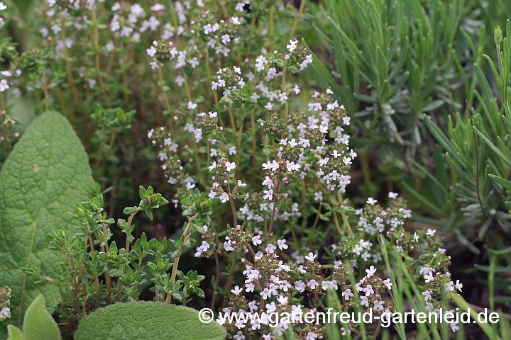 Thymus vulgaris – Garten-Thymian, Echter Thymian