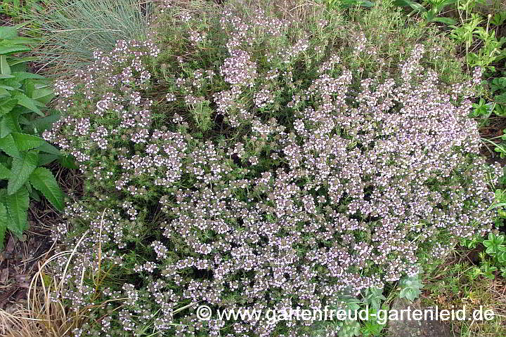 Thymus vulgaris – Garten-Thymian, Echter Thymian