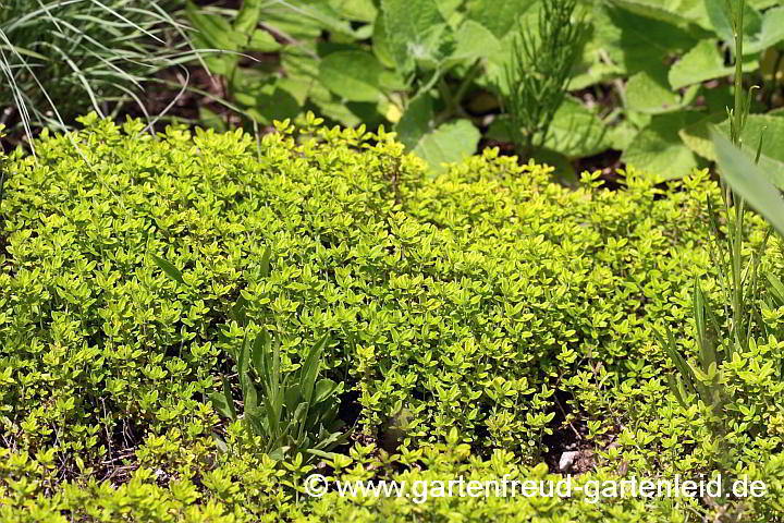 Thymus x citriodorus – Zitronen-Thymian