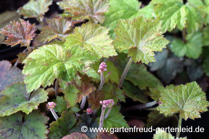 Tiarella cordifolia – Herzblättrige Schaumblüte