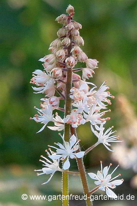 Tiarella wherryi – Schaumblüte, Bischofskappe