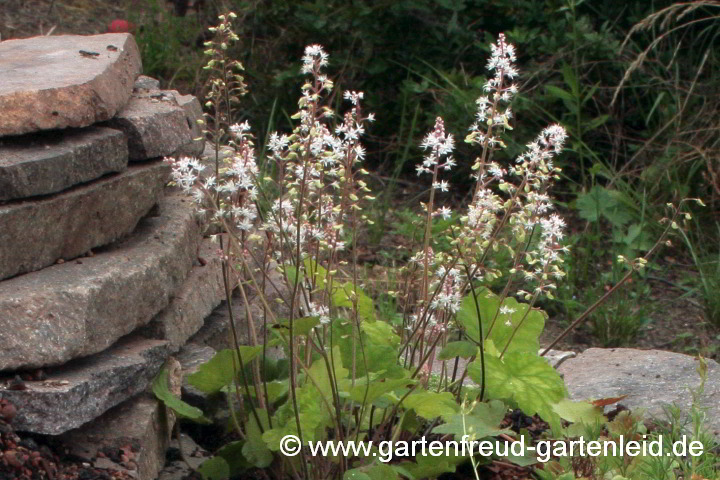 Tiarella wherryi – Schaumblüte, Bischofskappe