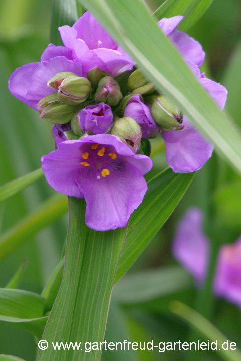 Tradescantia-Sämling