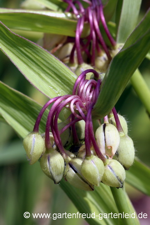 Tradescantia Andersoniana-Gruppe – Fruchtstand