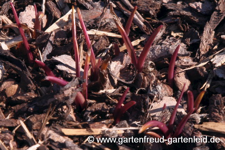 Tradescantia Andersoniana-Gruppe – Austrieb