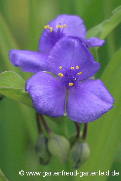 Tradescantia 'Zwanenburg Blue' – Garten-Dreimasterblume