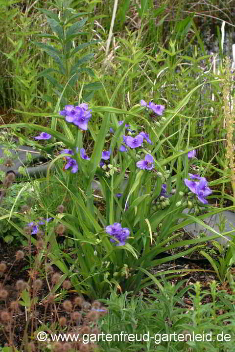 Tradescantia 'Zwanenburg Blue' – Garten-Dreimasterblume