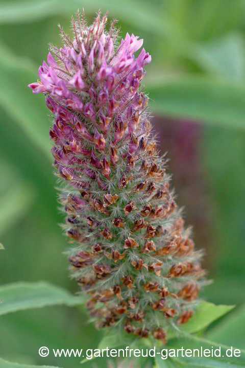 Trifolium rubens 'Red Feathers' – Purpur-Klee