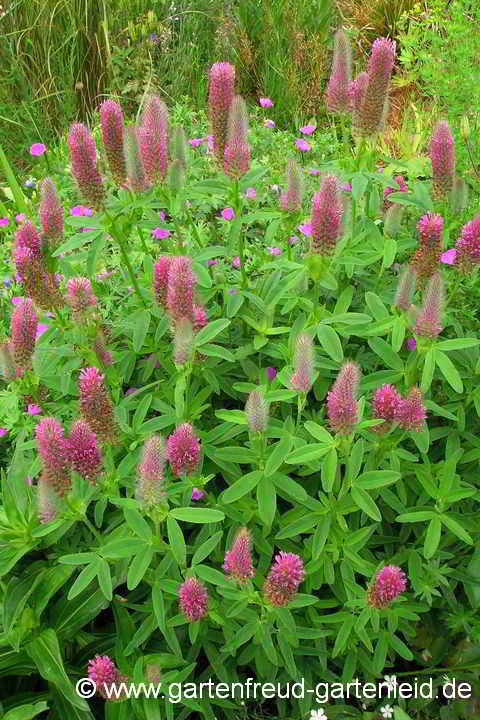 Trifolium rubens 'Red Feathers' – Purpur-Klee