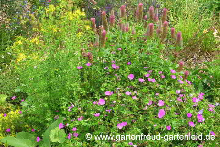 Trifolium rubens 'Red Feathers' mit Geranium sanguineum und Hypericum perforatum