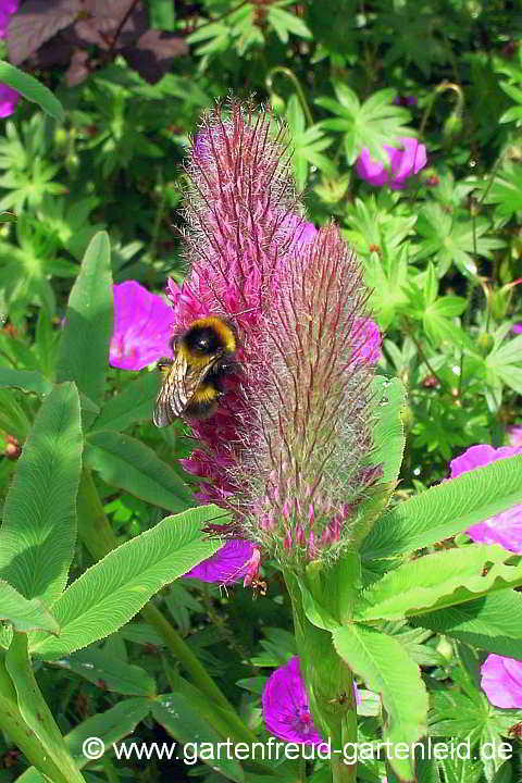 Trifolium rubens 'Red Feathers' – Purpur-Klee