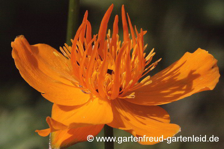 Trollius asiaticus – Asiatische Trollblume