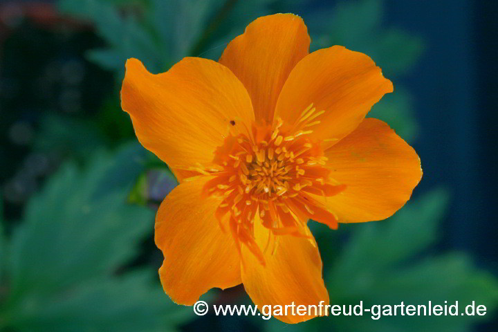 Trollius asiaticus – Asiatische Trollblume