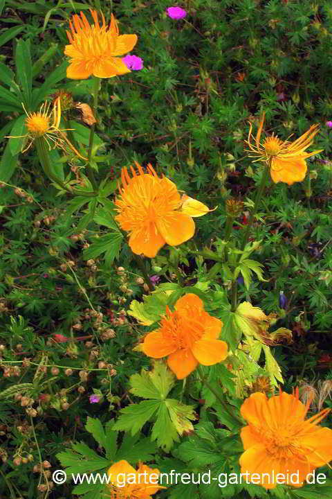 Trollius asiaticus – Asiatische Trollblume