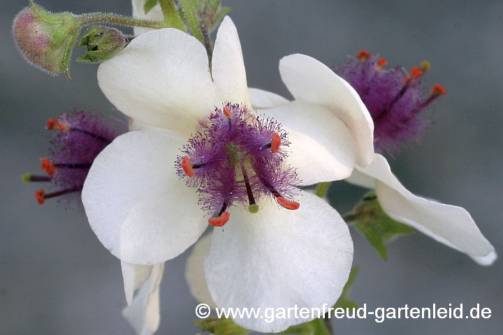 Verbascum blattaria – Schaben-Königskerze, Blüte