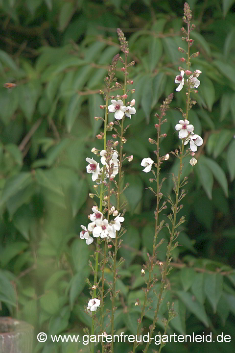 Verbascum blattaria 'Album' – Schaben-Königskerze, Schabenkraut