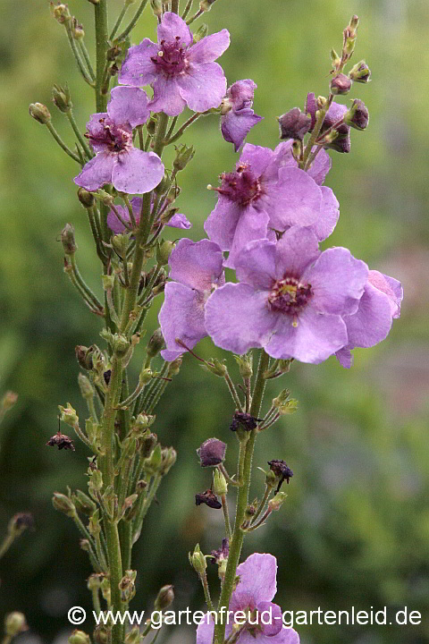 Verbascum-Blattaria-Hybride – Kreuzung mit Schaben-Königskerze