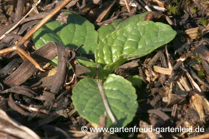 Verbascum blattaria – Schaben-Königskerze, Sämling