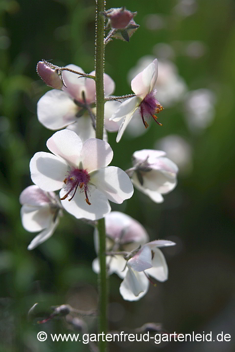 Verbascum blattaria – Schaben-Königskerze