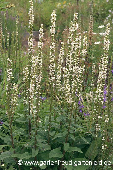 Verbascum chaixii 'Album' – Chaix′ Königskerze, Französische Königskerze