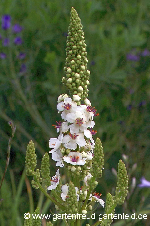 Verbascum chaixii – Chaix′ Königskerze, Französische Königskerze