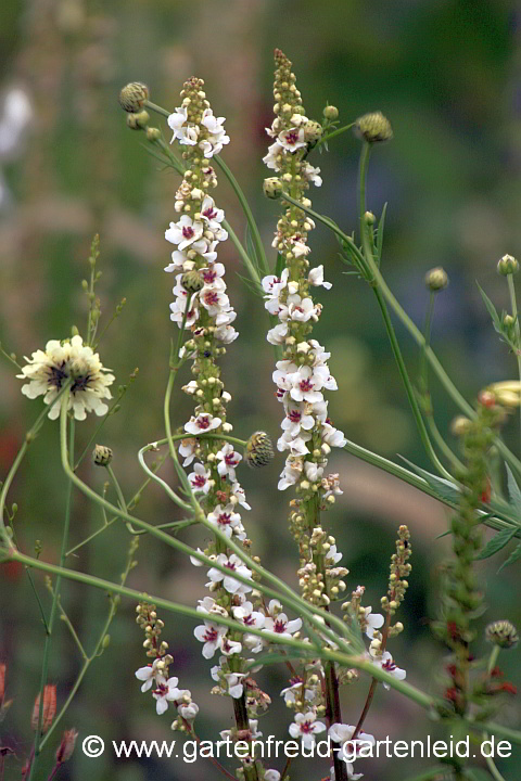 Verbascum chaixii mit Cephalaria gigantea – Chaix′ Königskerze mit Riesen-Schuppenkopf