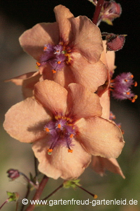 Verbascum-Chaixii-Hybride – Kreuzung mit Chaix' Königskerze, Französische Königskerze