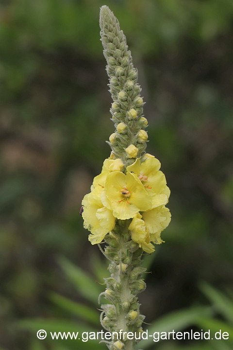 Verbascum densiflorum – Großblütige Königskerze, Blüten