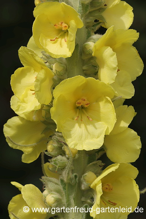 Verbascum densiflorum – Großblütige Königskerze, Blüten