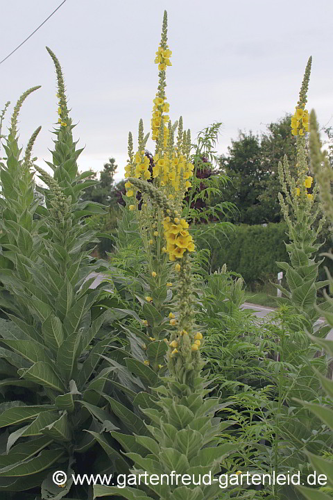 Verbascum densiflorum – Großblütige Königskerze