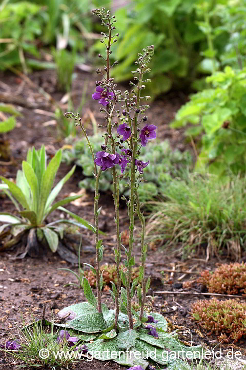 Verbascum phoeniceum 'Violetta' – Purpur-Königskerze