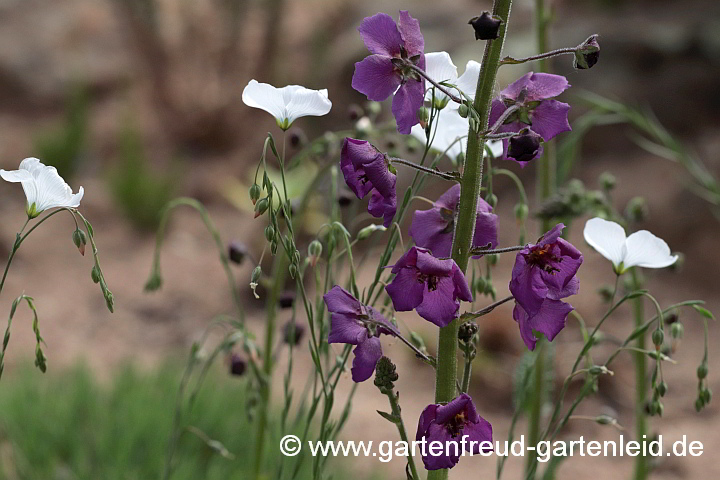 Verbascum phoeniceum 'Violetta' mit Linum perenne 'Album' – Purpur-Königskerze mit Stauden-Lein