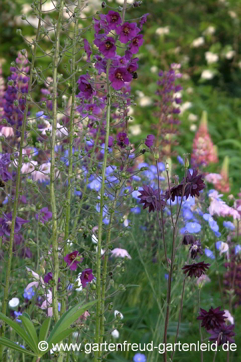 Verbascum phoeniceum 'Violetta' mit Linum perenne – Purpur-Königskerze mit Stauden-Lein