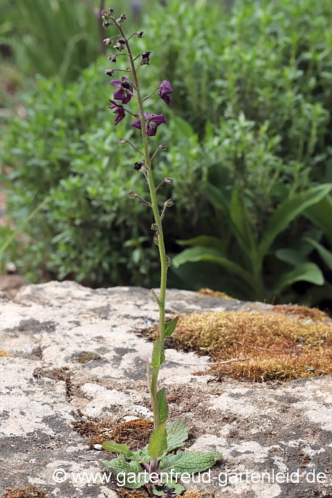 Verbascum phoeniceum 'Violetta' – Purpur-Königskerze
