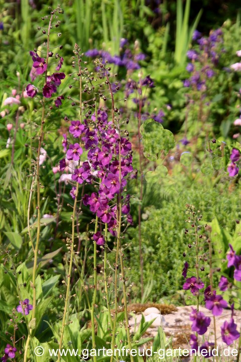 Verbascum phoeniceum &ndash; Purpur-K&ouml;nigskerze