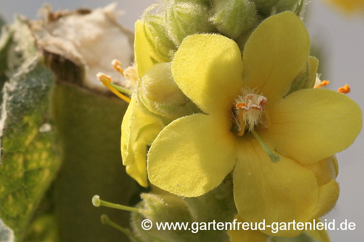 Verbascum thapsus – Kleinblütige Königskerze, Blüte