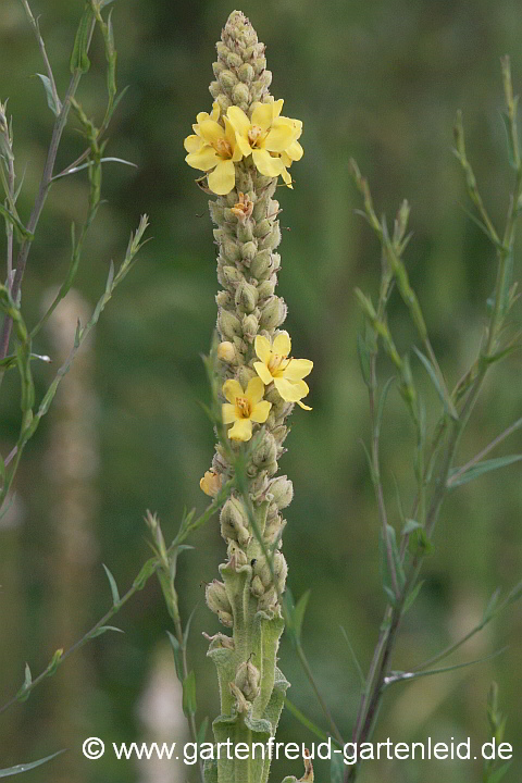 Verbascum thapsus – Kleinblütige Königskerze, Blütenstand