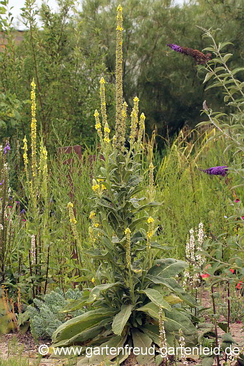 Verbascum thapsus – Kleinblütige Königskerze