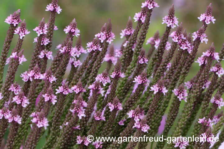 Verbena hastata – Lanzen-Eisenkraut