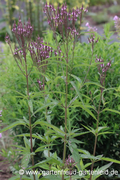 Verbena hastata – Lanzen-Eisenkraut