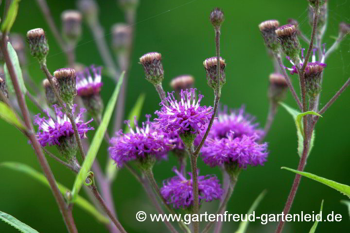 Vernonia arkansana – Arkansas-Scheinaster